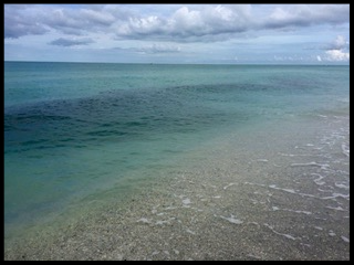 huge pod of minnows moving