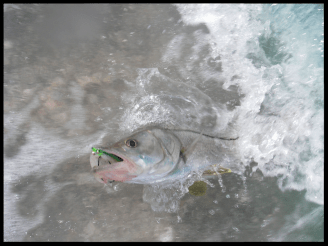 Snook with fly enhansed