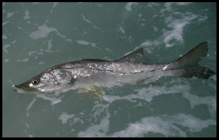 snook with fly